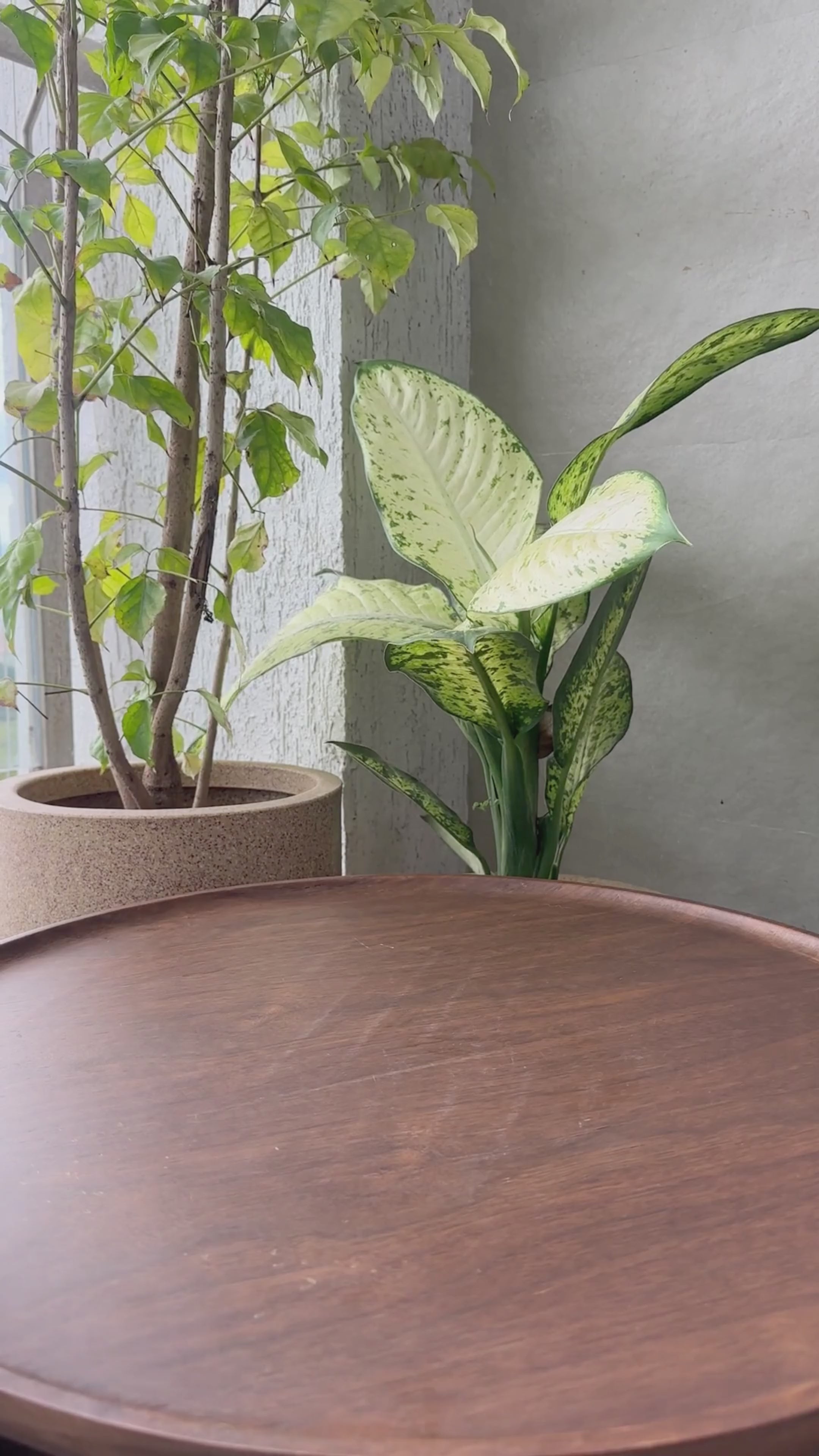 African Safari Logic Puzzle Game | 132 Challenges | 5-Piece Puzzle Set | Brain Teaser for Kids